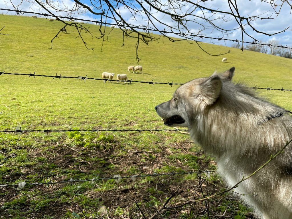 white and brown lion on green grass field during daytime